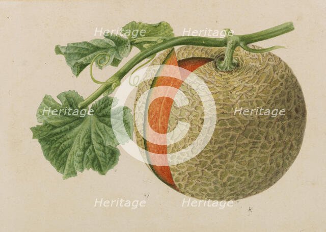 Originaux de publications d´horticulture et d´arboriculture, 1878-1881. Creator: Pannemaeker, Pieter Joseph de (1832-1904).