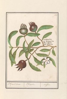 Medlar (Mespilus germanica), 1596-1610. Creators: Anselmus de Boodt, Elias Verhulst.