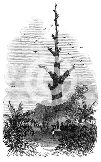 The Ashantee War: tree on the road to Inquabim - from a sketch by our special artist, 1874. Creator: Unknown.