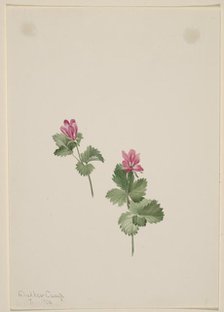 Rubus articus, 1881. Creator: Mary Vaux Walcott.