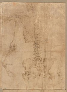 Upper Half of Skeleton from the Back, early 1540s. Creator: Battista Franco (Italian, c. 1510-1561).