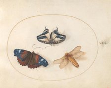 Plate 13: Two Butterflies and a Dragonfly(?), c. 1575/1580. Creator: Joris Hoefnagel.