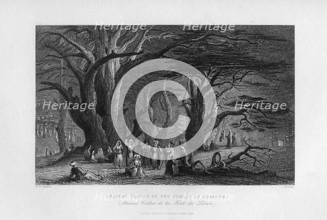 'Ancient Cedars in the Forest of Lebanon', 1841. Artist: J Redaway