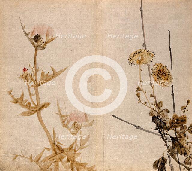 Two plants of the Compositae family: a flowering thistle (left) and yellow chrysanthemum (right). Creator: Unknown.