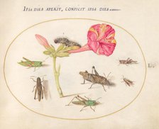 Plate 50: Grasshoppers, a Caterpillar, and a Scale Insect with a Four O'Clock Flower, c1575/1580. Creator: Joris Hoefnagel.