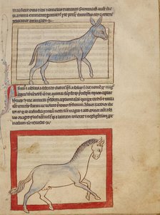 A Donkey; A Horse; Northumberland Bestiary, about 1250-1260. Creator: Unknown.