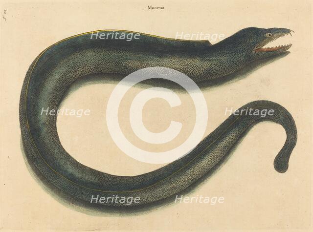 The Muray (Muraena helena), published 1731-1743. Creator: Mark Catesby.