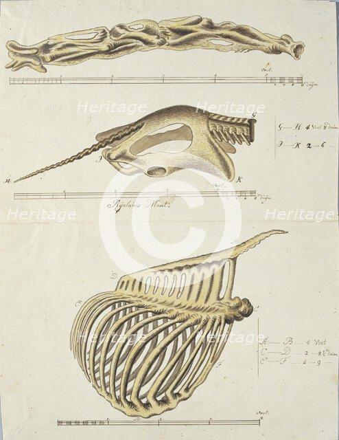 Giraffa camelopardalis (Giraffe),skeleton, 1779. Creator: Robert Jacob Gordon.