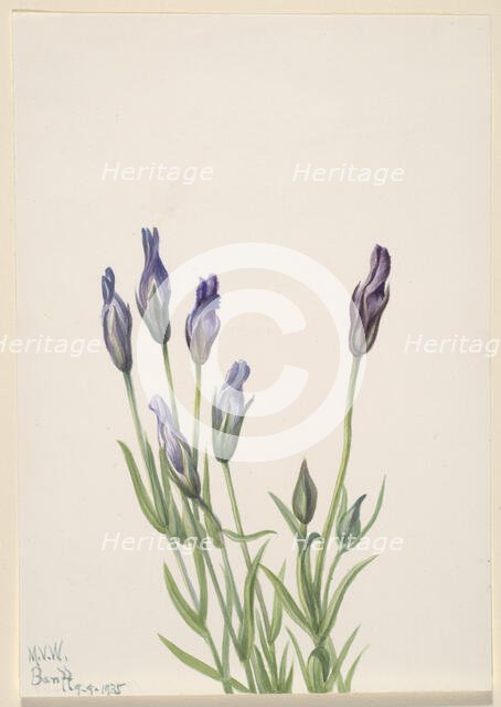 Gentian (Gentiana macounii), 1935. Creator: Mary Vaux Walcott.