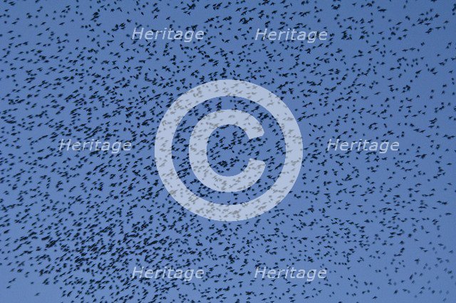 Murmuration of starlings at dusk over Gloucester Docks, Gloucestershire, 2009. Artist: Derek Kendall.