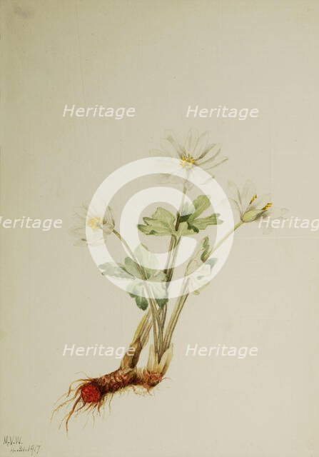 Bloodroot (Sanguinaria canadensis), 1917. Creator: Mary Vaux Walcott.