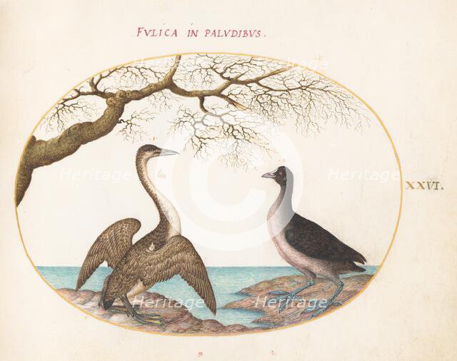 Animalia Volatilia et Amphibia (Aier): Plate XXVI, c. 1575/1580. Creator: Joris Hoefnagel.