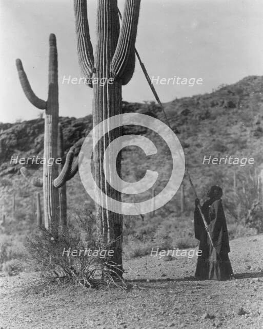 Gathering hasen-Qahatika, c1907. Creator: Edward Sheriff Curtis.