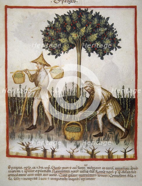 Asparagus, 14th century.  Creator: Unknown.