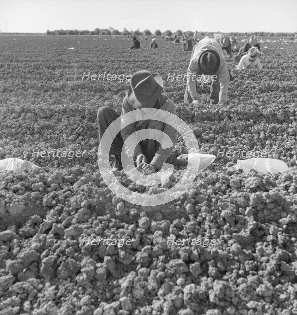 The kind of work drought refugees and Mexicans do in the Imperial Valley, California, 1937. Creator: Dorothea Lange.