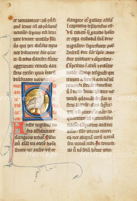 A Goose; De Natura Avium; De Pastoribus et Ovibus; Bestiarium, 1277 or after. Creator: Unknown.