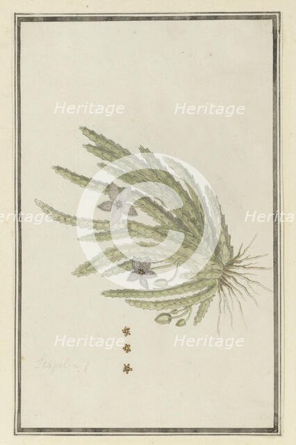 Stapelia paniculata Willd.(Small starfish flower), 1777-1786. Creator: Robert Jacob Gordon.