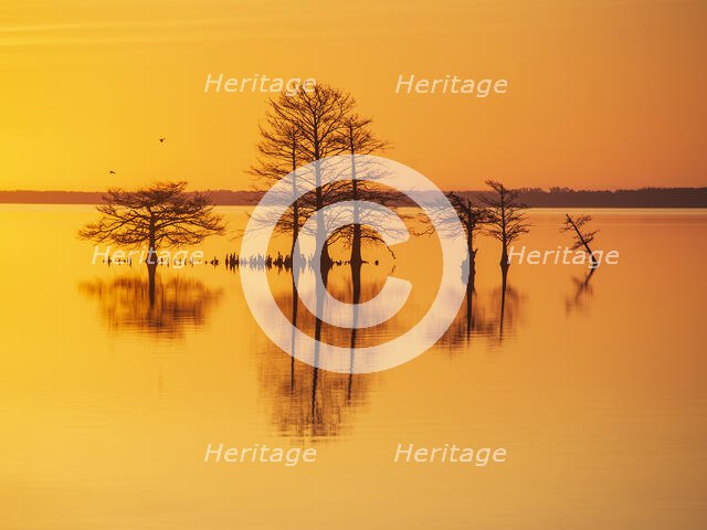 Good As Gold. Creator: Eve Turek.