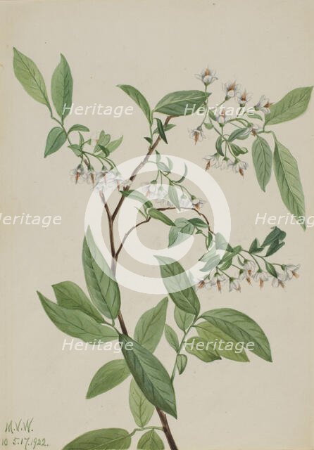 Deerberry (Polycodium stamineum), 1922. Creator: Mary Vaux Walcott.