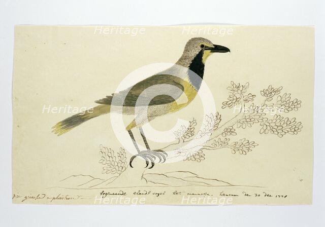 Telephorus zeylonus (Bokmakierie), 1778. Creator: Robert Jacob Gordon.