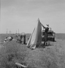 Migrant potato pickers pitching..., Near Shafter, California, 1937. Creator: Dorothea Lange.