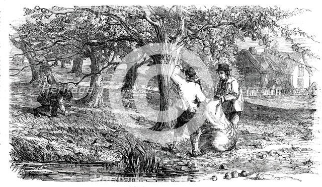 Cider-Making in Devonshire - Collecting the Grass-Fruit, 1850. Creator: Unknown.