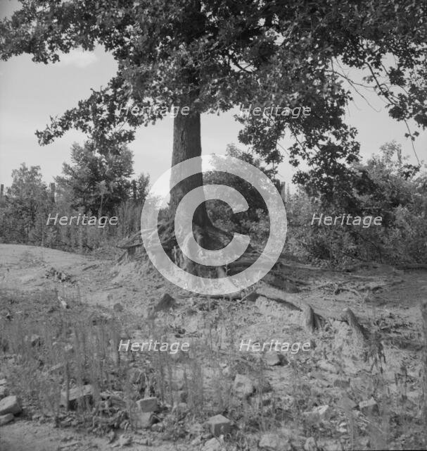Tree roots show how the land has been washed away, Wray Plantation, Greene County, Georgia, 1937. Creator: Dorothea Lange.