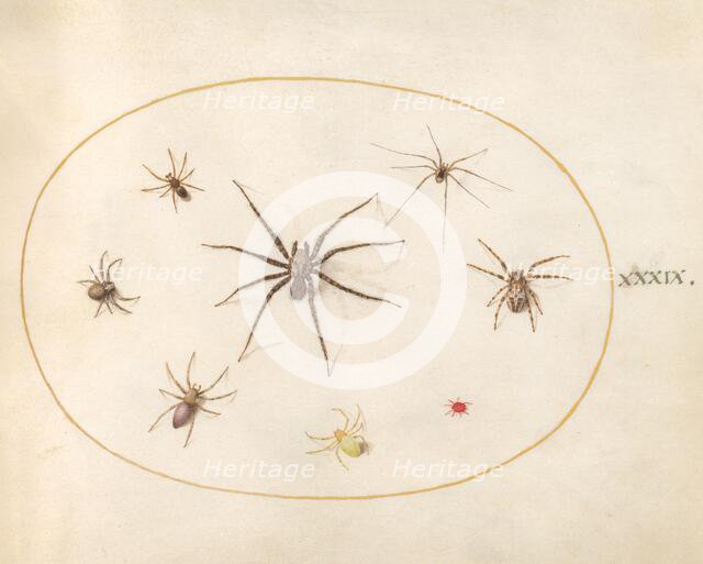 Plate 39: Eight Spiders, c. 1575/1580. Creator: Joris Hoefnagel.