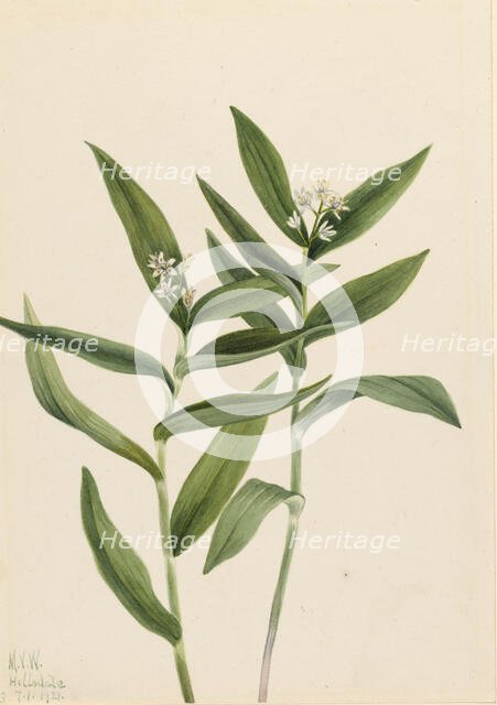 Star Solomonplume (Vagnera stellata), 1921. Creator: Mary Vaux Walcott.