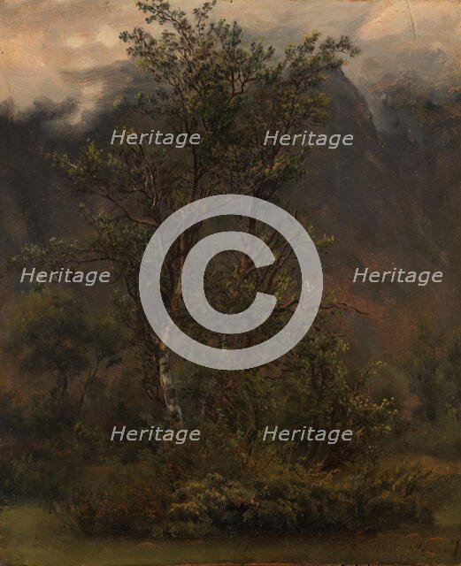Study of Birches in Romsdal, 1836. Creator: Thomas Fearnley.