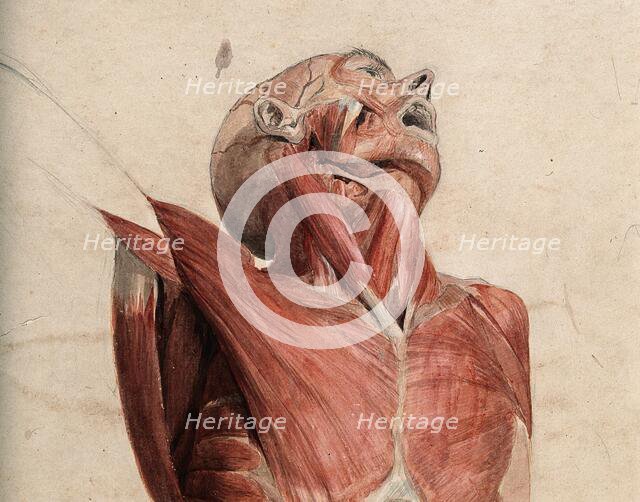 Head, neck and chest of écorché, lying supine, with eyes and mouth open, 1800-1899. Creator: Unknown.