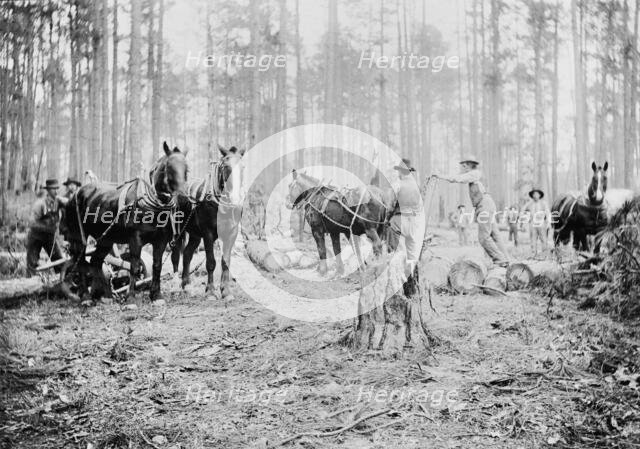Skidding pine logs, Keystone Lumber Company, 1901 or 1902. Creator: Unknown.