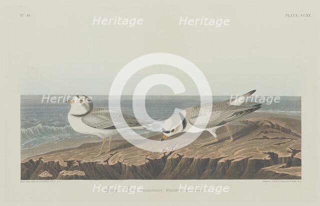 Piping Plover, 1834. Creator: Robert Havell.