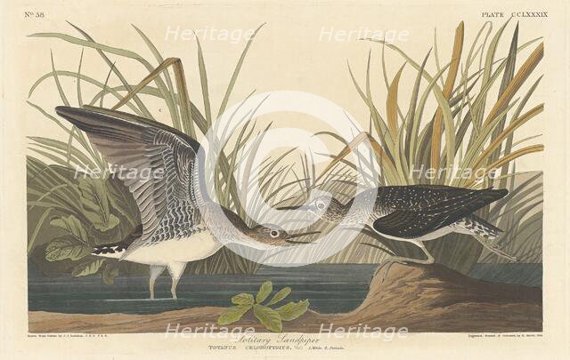 Solitary Sandpiper, 1836. Creator: Robert Havell.