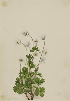 Northern Anemone (Anemone parviflora), 1924. Creator: Mary Vaux Walcott.