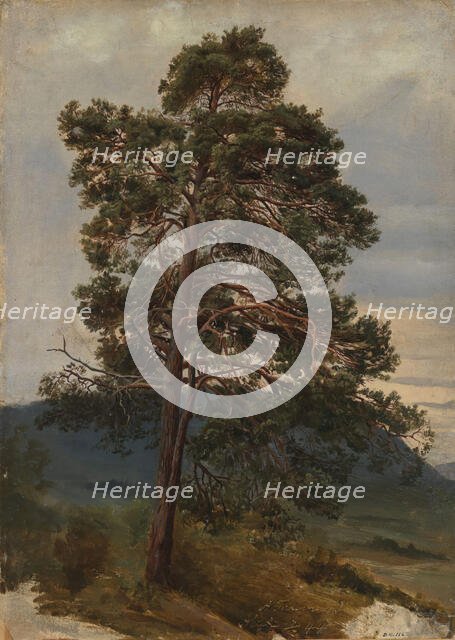 Study of a Pine Tree, 1844. Creator: Adolph Tidemand.