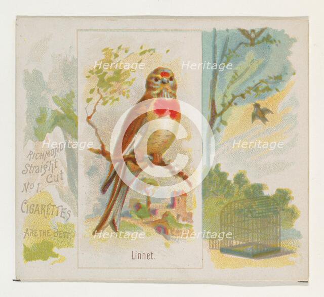 Linnet, from the Song Birds of the World series (N42) for Allen & Ginter Cigarettes, 1890. Creator: Allen & Ginter.