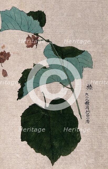 A hazel or filbert plant (Corylus species): fruiting branch with separate nut and leaf. Creator: Unknown.