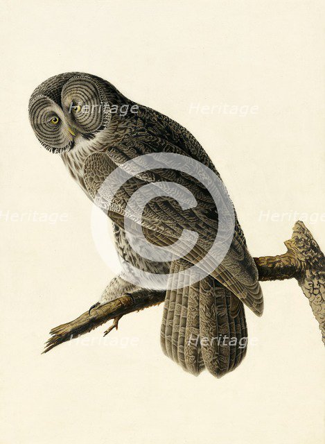 Great Cinereous Owl, Strix Nebulosa, 1845.