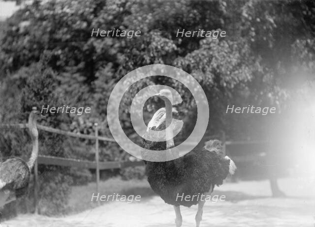 Zoo, Washington, D.C.: Ostriches, 1916. Creator: Harris & Ewing.