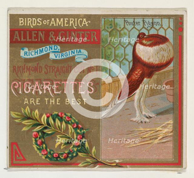 Pouter Pigeon, from the Birds of America series (N37) for Allen & Ginter Cigarettes, 1888. Creator: Allen & Ginter.