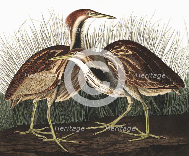 American Bittern, Botaurus Lentiginosus, 1845.