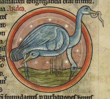 A heron on the water. A wading water bird with long neck and beak, c1230s. Creator: Unknown.