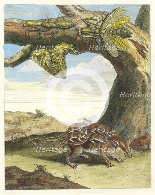 Rat de forest. From the Book Metamorphosis insectorum Surinamensium, 1705. Creator: Merian, Maria Sibylla (1647-1717).