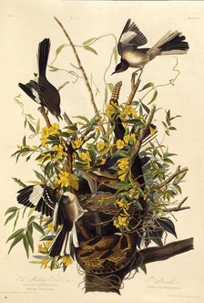 The northern mockingbird. From "The Birds of America", 1827-1838. Creator: Audubon, John James (1785-1851).