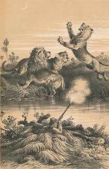 'Lion Hunting At Night', c1880. Artist: Unknown.