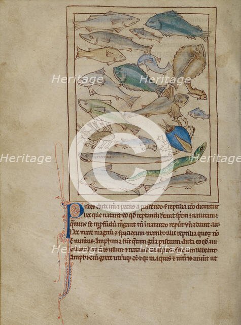 Fish and Sea Monsters; Northumberland Bestiary, about 1250-1260. Creator: Unknown.