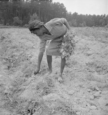 Thirteen year old daughter of Negro sharecropper planting..., Olive Hill, North Carolina, 1939. Creator: Dorothea Lange.