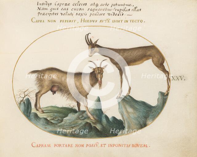 Animalia Qvadrvpedia et Reptilia (Terra): Plate XXV, c. 1575/1580. Creator: Joris Hoefnagel.