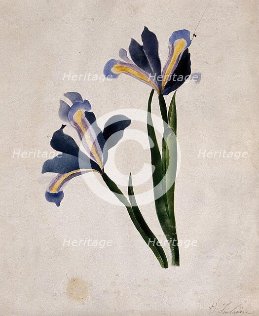 Two iris flowers, c1900. Creator: E Finlaison.